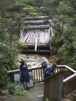 255 Great Barrier Kauri Dam2003.JPG (60 KB)